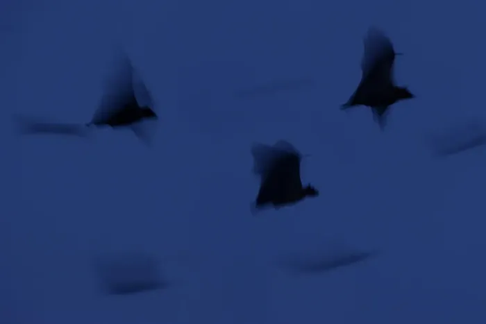 Framed Print : Straw-coloured Fruit Bats (Eidolon helvum) leaving thier roost site at dusk Framed Print : Straw-coloured Fruit Bats (Eidolon helvum) leaving thier roost site at dusk
