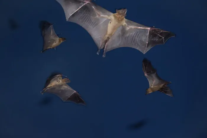Framed Print : Straw-coloured Fruit Bats (Eidolon helvum) leaving thier roost site at dusk Framed Print : Straw-coloured Fruit Bats (Eidolon helvum) leaving thier roost site at dusk