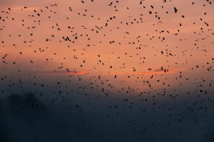 Framed Print : Straw-coloured Fruit Bats (Eidolon helvum) returning to their daytime roost at dawn Framed Print : Straw-coloured Fruit Bats (Eidolon helvum) returning to their daytime roost at dawn