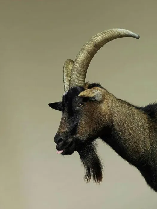 Framed Print : Studio portrait of goat in profile Framed Print : Studio portrait of goat in profile