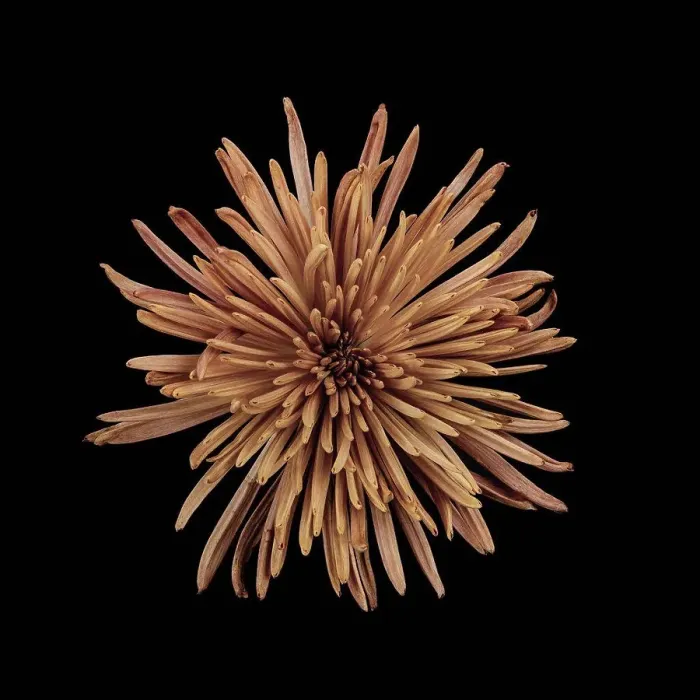 Framed Print : Studio shot of peach colored chrysanthemum