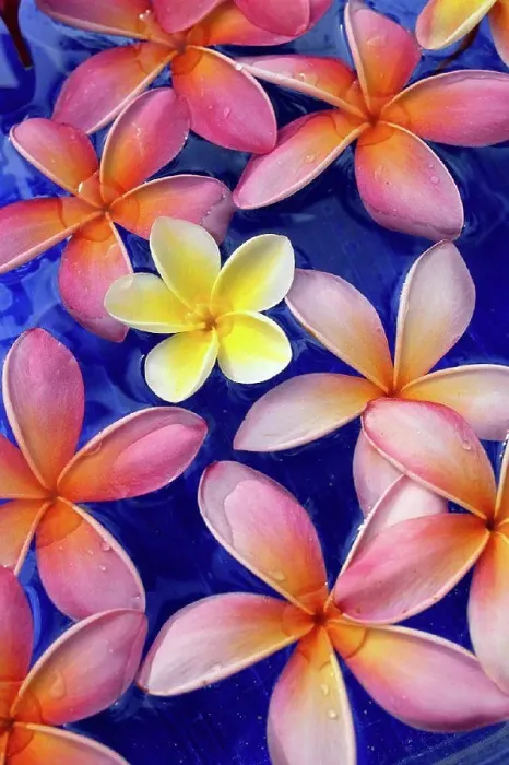 Framed Print : Studio shot of one yellow and mixed color plumeria flowers, blue background Framed Print : Studio shot of one yellow and mixed color plumeria flowers, blue background
