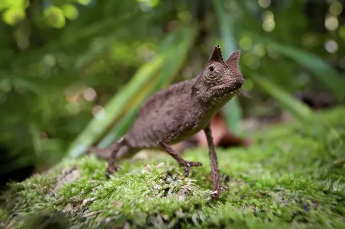 Framed Print : Stump-Tailed chameleon (Brookesia superciliaris) on the forest floor Framed Print : Stump-Tailed chameleon (Brookesia superciliaris) on the forest floor