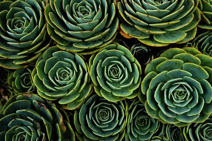 Framed Print : Succulents in the shape of flowers, San Gerardo de Dota, San Jose Province, Costa Rica, Central America Framed Print : Succulents in the shape of flowers, San Gerardo de Dota, San Jose Province, Costa Rica, Central America