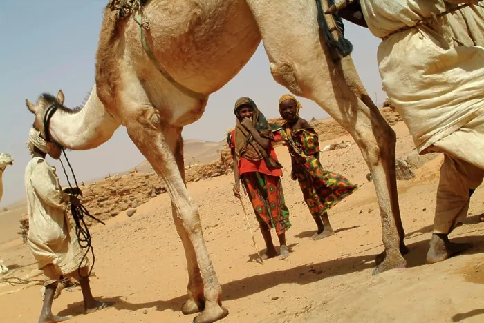 Framed Print : Sudan, North (Nubia), Children among camels Framed Print : Sudan, North (Nubia), Children among camels