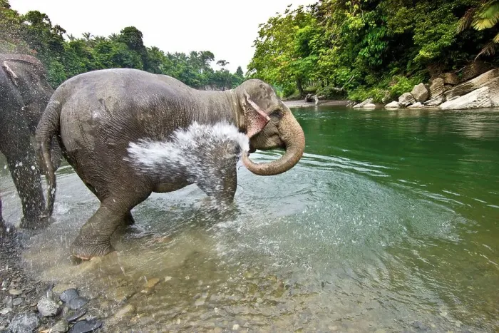 Framed Print : Sumatran elephants (Elephas maximus sumatranus) bathing in a waterhole Framed Print : Sumatran elephants (Elephas maximus sumatranus) bathing in a waterhole