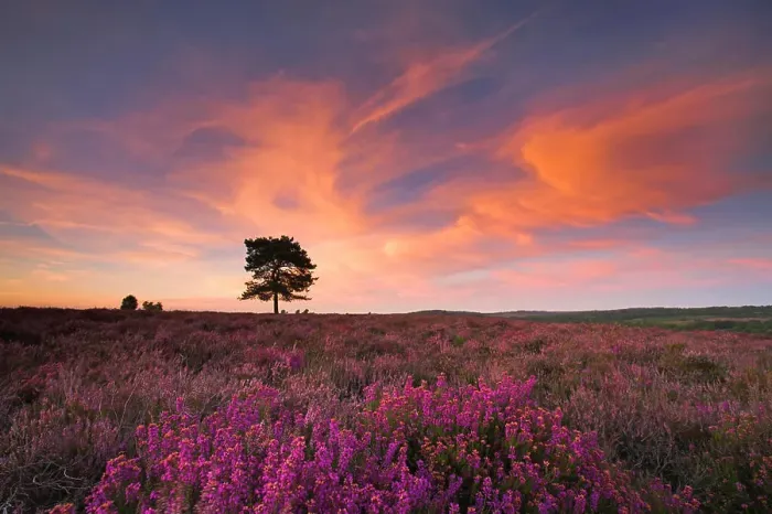 Framed Print : A summer evening on the heather carpeted New Forest heathland, Hampshire, England, United Kingdom, Europe Framed Print : A summer evening on the heather carpeted New Forest heathland, Hampshire, England, United Kingdom, Europe