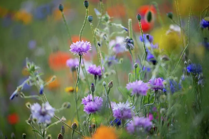 Framed Print : Summer flower meadow with cornflowers, close-up, Centaurea cyanus Framed Print : Summer flower meadow with cornflowers, close-up, Centaurea cyanus
