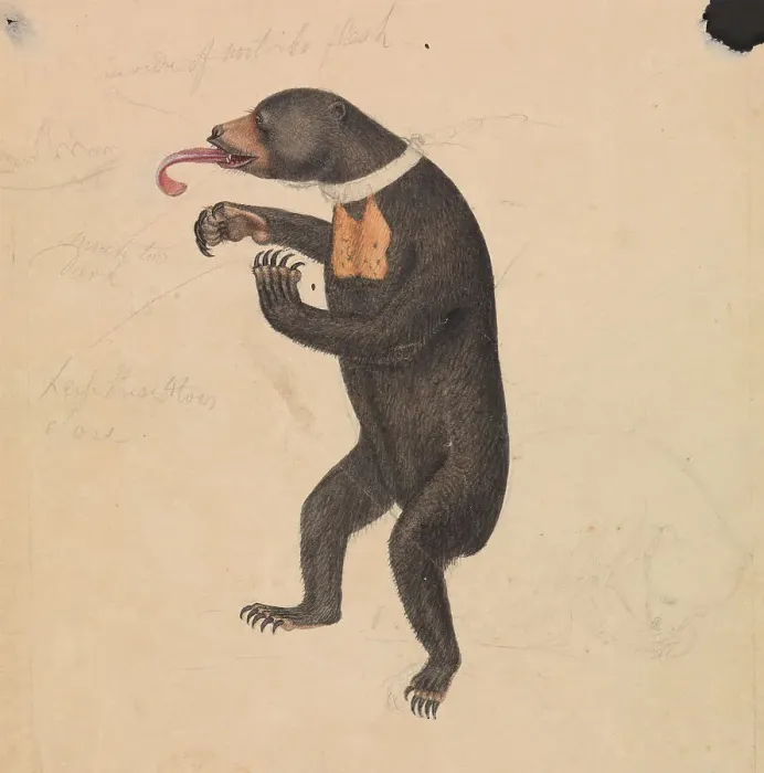 Framed Print : Sun-Bear James Sowerby 1756-1822 British Watercolor