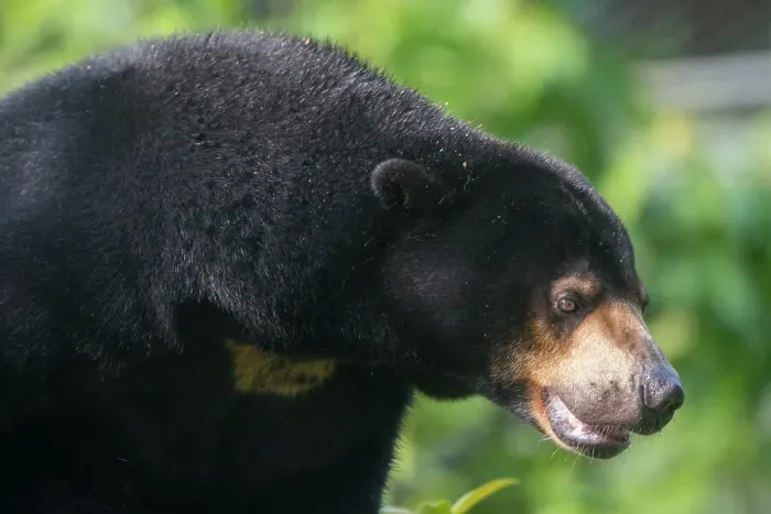 Framed Print : Sun bear at the Sun Bear Sanctuary at Samboja near Balikpapan, on Kalimantan, Indonesia