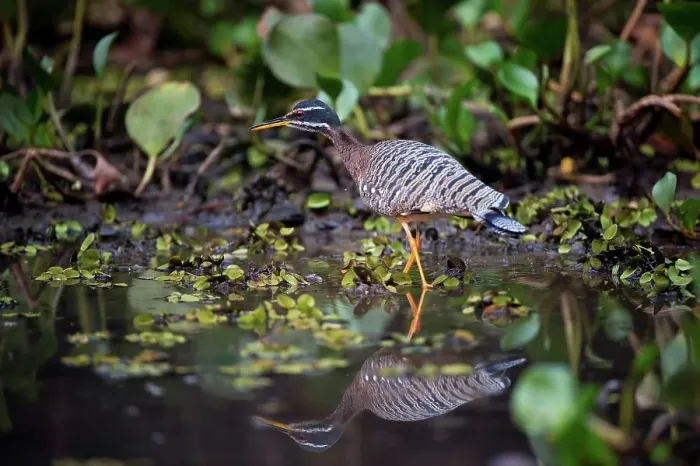 Framed Print : Sun bittern (Eurypyga helias) stalking the margins of the Pixiam River