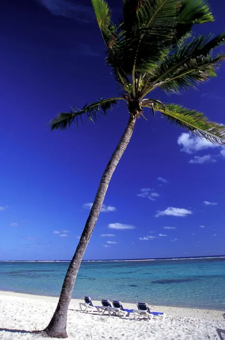 Framed Print : Four sun loungers on empty tropical beach beside palm tree, Aroa Beach, Rarotonga, Cook Island