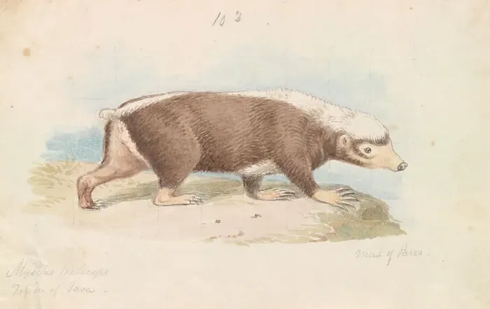 Framed Print : Sunda Stink Badger Charles Hamilton Smith 1776-1859 Framed Print : Sunda Stink Badger Charles Hamilton Smith 1776-1859