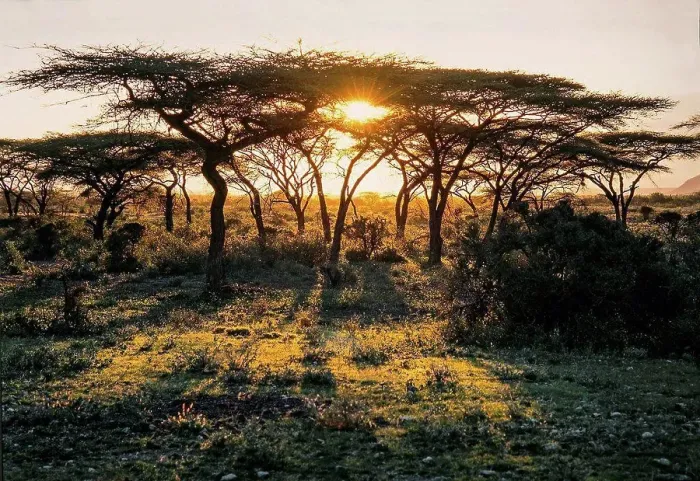 Framed Print : Sundown at the Massai Mara Nationalpark, Kenya Framed Print : Sundown at the Massai Mara Nationalpark, Kenya