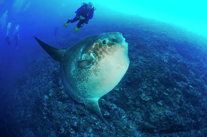 Framed Print : Sunfish (Mola mola) with diver, Manta Point diving site. The Wall. Nusa Penida Island. Bali. Indonesia Framed Print : Sunfish (Mola mola) with diver, Manta Point diving site. The Wall. Nusa Penida Island. Bali. Indonesia