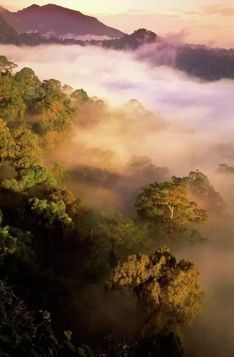 Framed Print : Sunrise and mist over lowland dipterocarp rainforest, Danum Valley, Sabah State, Island of Borneo, Malaysia Framed Print : Sunrise and mist over lowland dipterocarp rainforest, Danum Valley, Sabah State, Island of Borneo, Malaysia