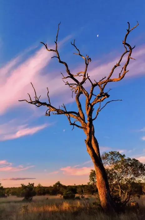 Framed Print : Sunset scene close to where the first white lions we seen by Chris McBride in 1975 Framed Print : Sunset scene close to where the first white lions we seen by Chris McBride in 1975