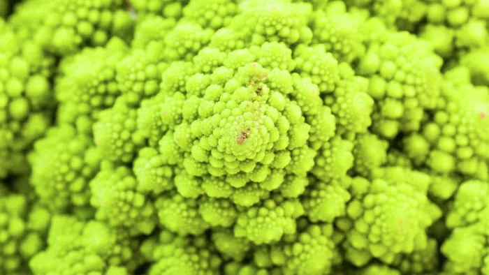 Framed Print : surface of fresh romanesco broccoli close-up natural food panoramic background - surface of fresh romanesco broccoli Framed Print : surface of fresh romanesco broccoli close-up natural food panoramic background - surface of fresh romanesco broccoli