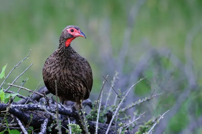 Framed Print : Swainson's Spurfowl or Swainson's Francolin (Pternistis swainsonii) is a species of bird in the Phasianidae family Framed Print : Swainson's Spurfowl or Swainson's Francolin (Pternistis swainsonii) is a species of bird in the Phasianidae family
