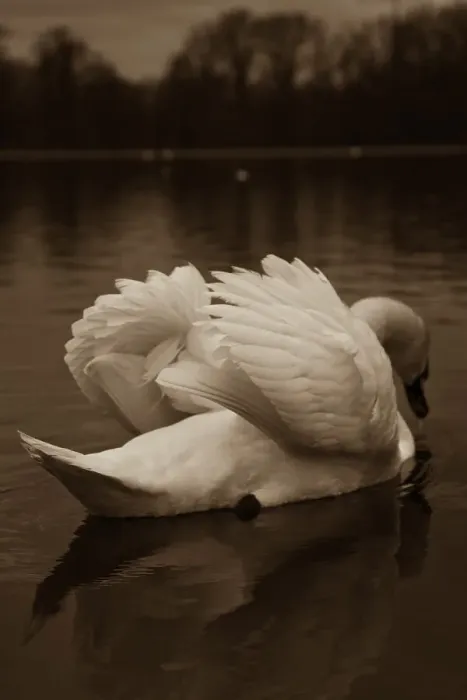 Framed Print : Swan floating on water, Hyde Park, London, England