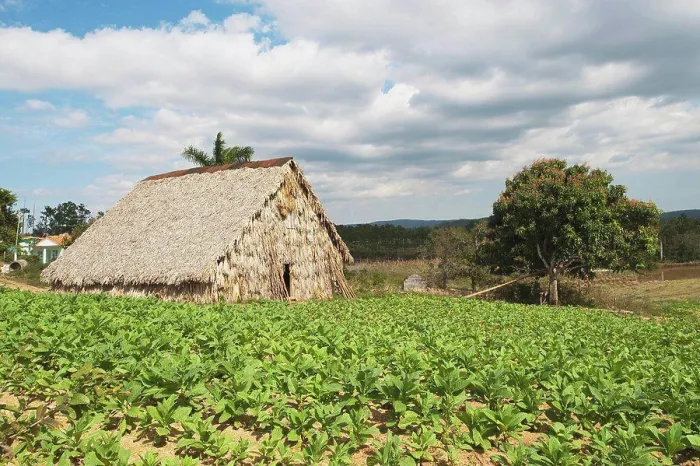 Framed Print : Tabacco Drying Shed, Viñales, Cuba Framed Print : Tabacco Drying Shed, Viñales, Cuba