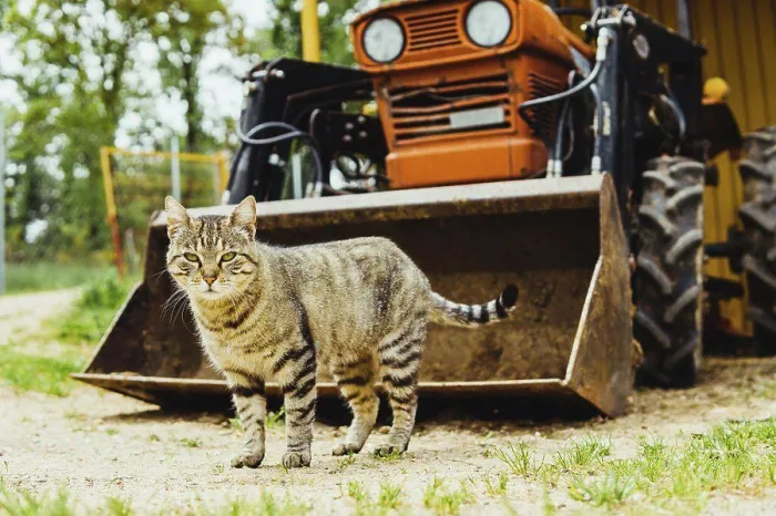 Framed Print : tabby cat in the field against a tractor Framed Print : tabby cat in the field against a tractor