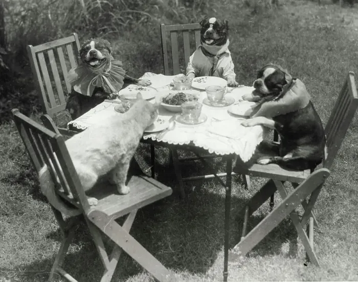Framed Print : Tabby Forgets Her Table Manners.Tabby is hungry and forgets the niceties of her table manners as she takes her place with three boston terriers belonging to Mrs. D.A. Fruitticher of Birmingham, Ala. The terriers don't seem to mind, however, and enjoy posing for the cameraman Framed Print : Tabby Forgets Her Table Manners.Tabby is hungry and forgets the niceties of her table manners as she takes her place with three boston terriers belonging to Mrs. D.A. Fruitticher of Birmingham, Ala. The terriers don't seem to mind, however, and enjoy posing for the cameraman