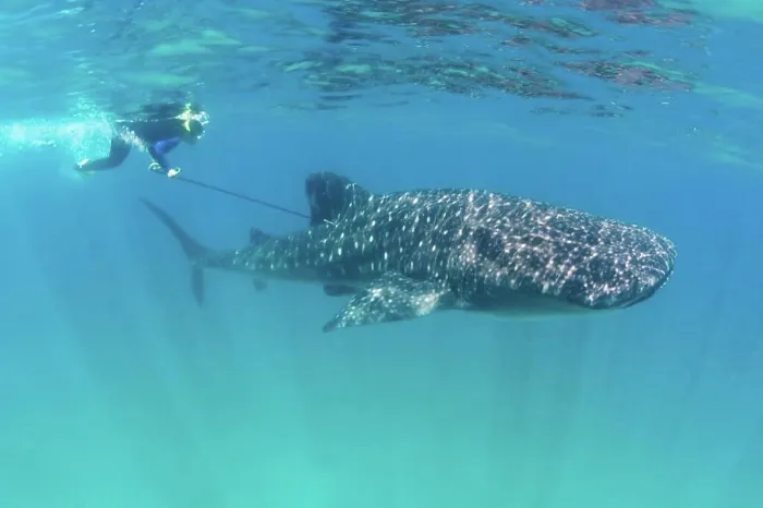 Framed Print : Tagging a Whale Shark Framed Print : Tagging a Whale Shark