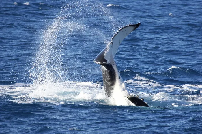 Framed Print : Tail of Humpback Whale, Hervey Bay, Queensland, Australia _x000B_(Megaptera novaeangliae) Framed Print : Tail of Humpback Whale, Hervey Bay, Queensland, Australia _x000B_(Megaptera novaeangliae)