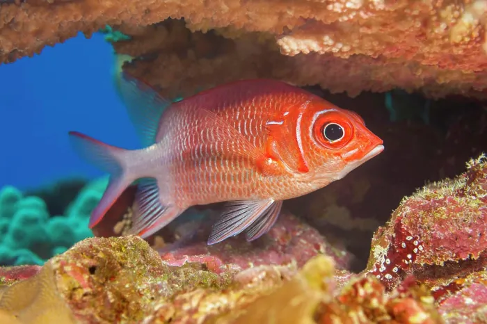 Framed Print : The Tailspot squirrelfish (Sargocentron caudimaculatum) is also referred to as a silverspot squirrelfish; Yap Framed Print : The Tailspot squirrelfish (Sargocentron caudimaculatum) is also referred to as a silverspot squirrelfish; Yap