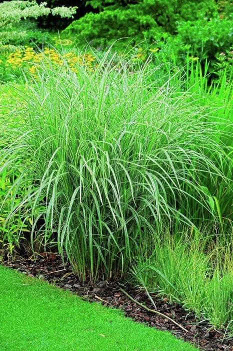 Framed Print : Tall oatgrass Variegatum in a garden Framed Print : Tall oatgrass Variegatum in a garden