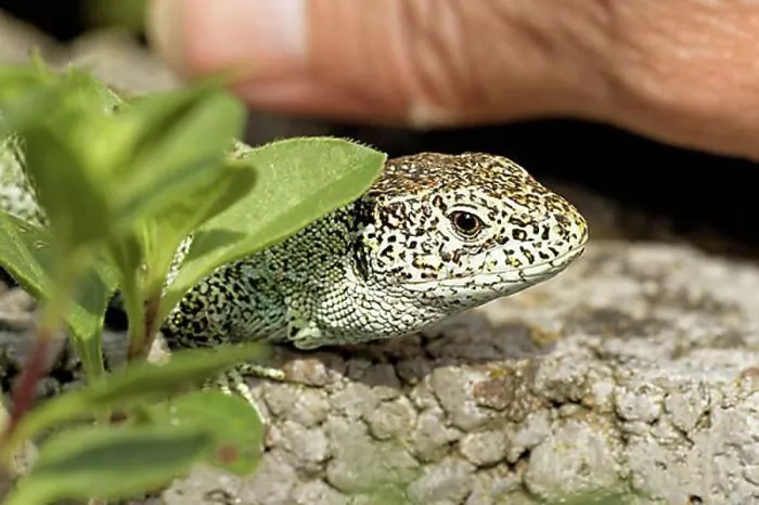 Framed Print : Tame Sand Lizard Framed Print : Tame Sand Lizard