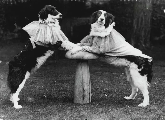 Framed Print : Telling The Old, old story, Just a couple of dusty pups disguised as Harry and Harriet at a trysting place near Oxford, England Framed Print : Telling The Old, old story, Just a couple of dusty pups disguised as Harry and Harriet at a trysting place near Oxford, England