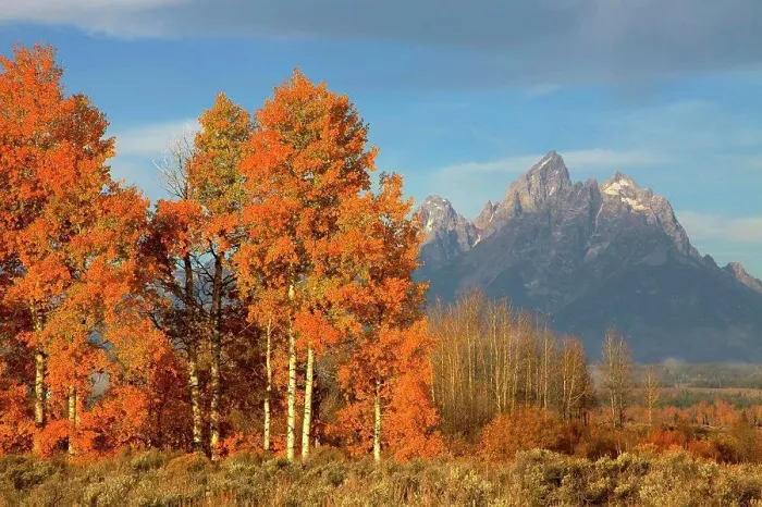 Framed Print : Teton Range above Aspen Stand, Grand Teton National Park, Wyoming