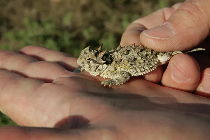 Framed Print : A Texas Horned Lizard fits in the palm of your hand Framed Print : A Texas Horned Lizard fits in the palm of your hand