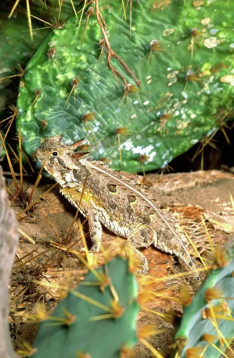 Framed Print : Texas Horned Lizard, Phrynosoma cornutum, Southern Texas