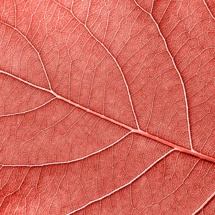 Framed Print : Texured natural veined leaf pattern background for layout Framed Print : Texured natural veined leaf pattern background for layout