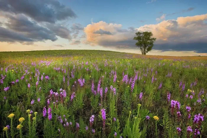 Framed Print : Thickspike Gayfeather (Liatris pycnostachya) flowering on tallgrass prairie, Crow-Hassan Park Reserve, Minnesota Framed Print : Thickspike Gayfeather (Liatris pycnostachya) flowering on tallgrass prairie, Crow-Hassan Park Reserve, Minnesota