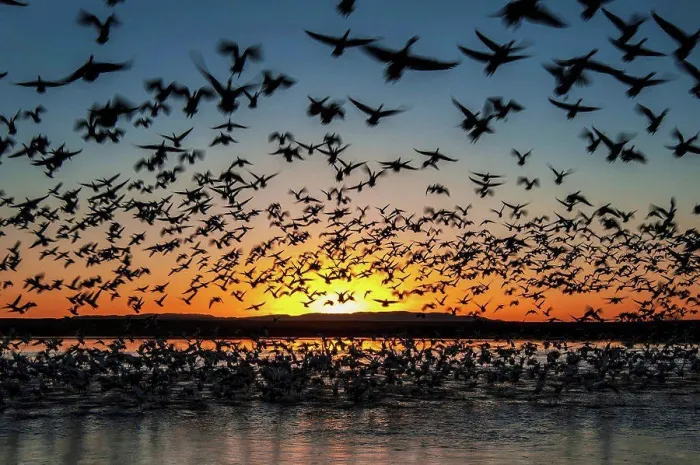 Framed Print : Twenty thousand snow geese (Chen caerulescens) Framed Print : Twenty thousand snow geese (Chen caerulescens)