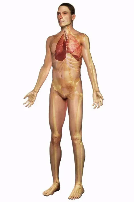 Framed Print : Three-quarter full body view of the male skin, skeleton and respiratory system Framed Print : Three-quarter full body view of the male skin, skeleton and respiratory system