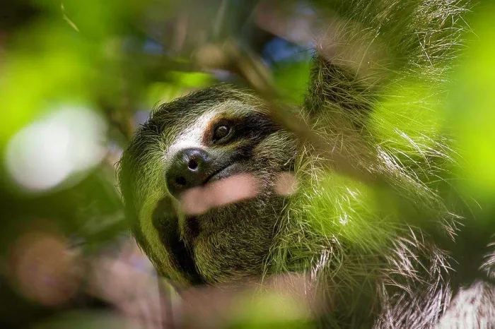 Framed Print : A three-toed sloth hides among the canopy leafs Framed Print : A three-toed sloth hides among the canopy leafs