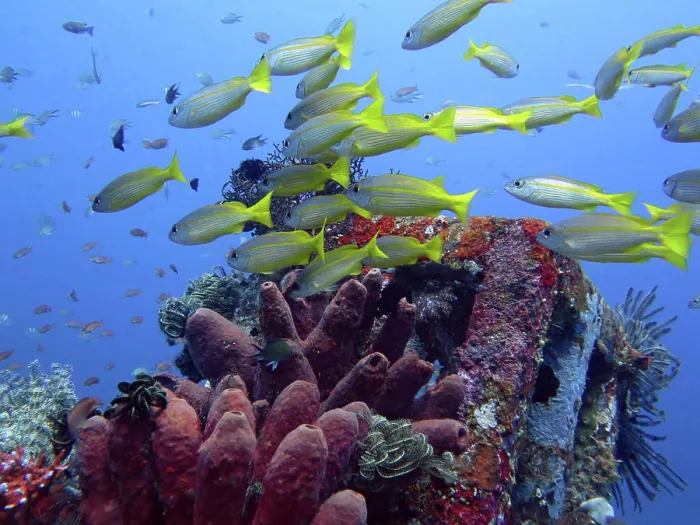 Framed Print : Thriving coral reef alive with marine life and fish Framed Print : Thriving coral reef alive with marine life and fish