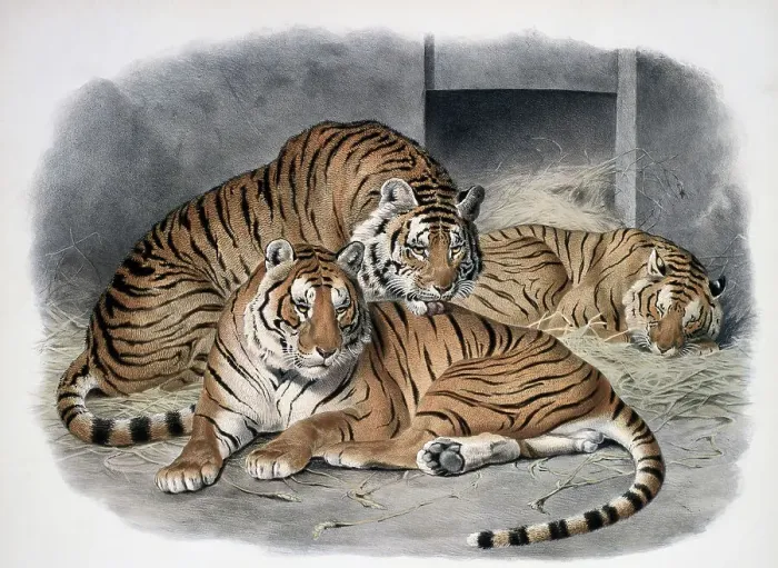 Framed Print : The Tiger (Felis Tigris) 1883 Daniel Giraud Elliot (1835-1915 American) Monograph