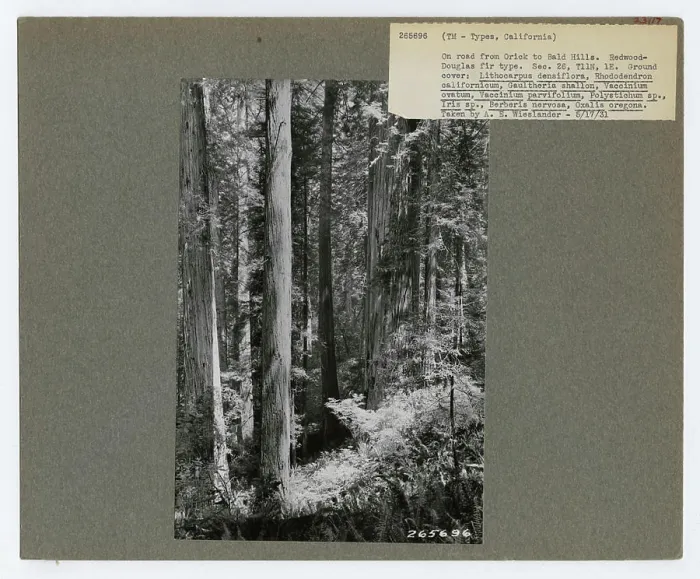 Framed Print : Timber Management: Types - California Framed Print : Timber Management: Types - California