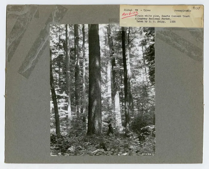 Framed Print : Timber Management: Types - Pennsylvania Framed Print : Timber Management: Types - Pennsylvania