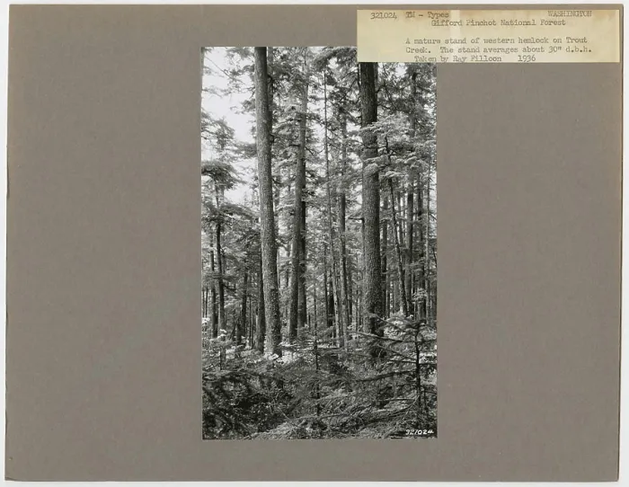 Framed Print : Timber Management: Types - Washington Framed Print : Timber Management: Types - Washington