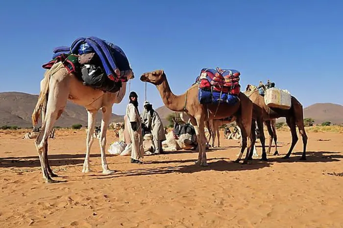 Framed Print : Touareg of the Kel Immidir preparing a tourist caravan, Adrar Tekemberet, Immidir, Algeria, Sahara, North Africa, Africa