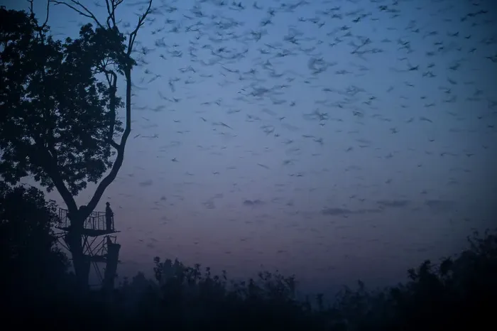 Framed Print : Tourist watching Straw-coloured Fruit Bats (Eidolon helvum) returning to their daytime roost pre-dawn (before sunrise) Framed Print : Tourist watching Straw-coloured Fruit Bats (Eidolon helvum) returning to their daytime roost pre-dawn (before sunrise)