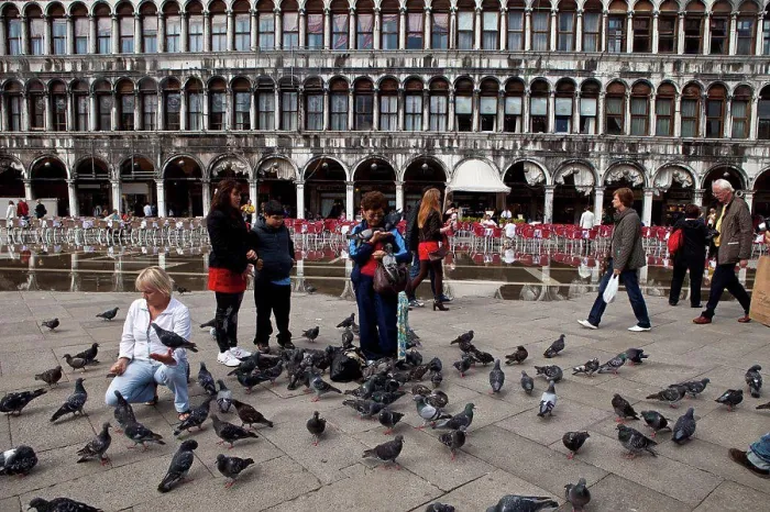 Framed Print : Tourists feeding the pigeons in Venice Italy Framed Print : Tourists feeding the pigeons in Venice Italy
