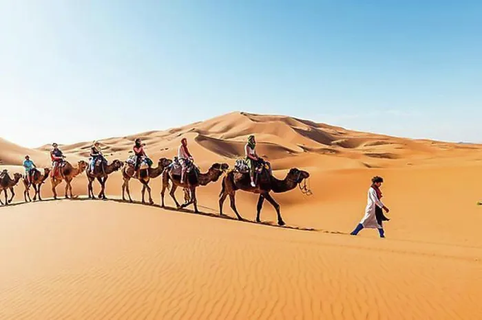 Framed Print : Tourists ride on Dromedary (Camelus dromedarius) Framed Print : Tourists ride on Dromedary (Camelus dromedarius)